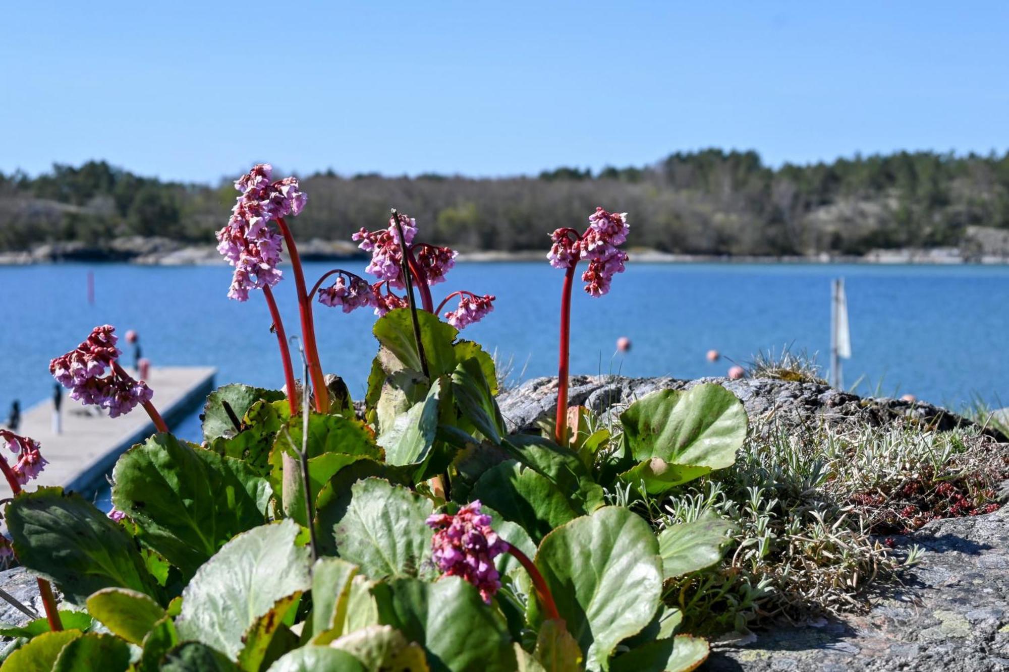 Strandhugget Bnb Sottunga Extérieur photo